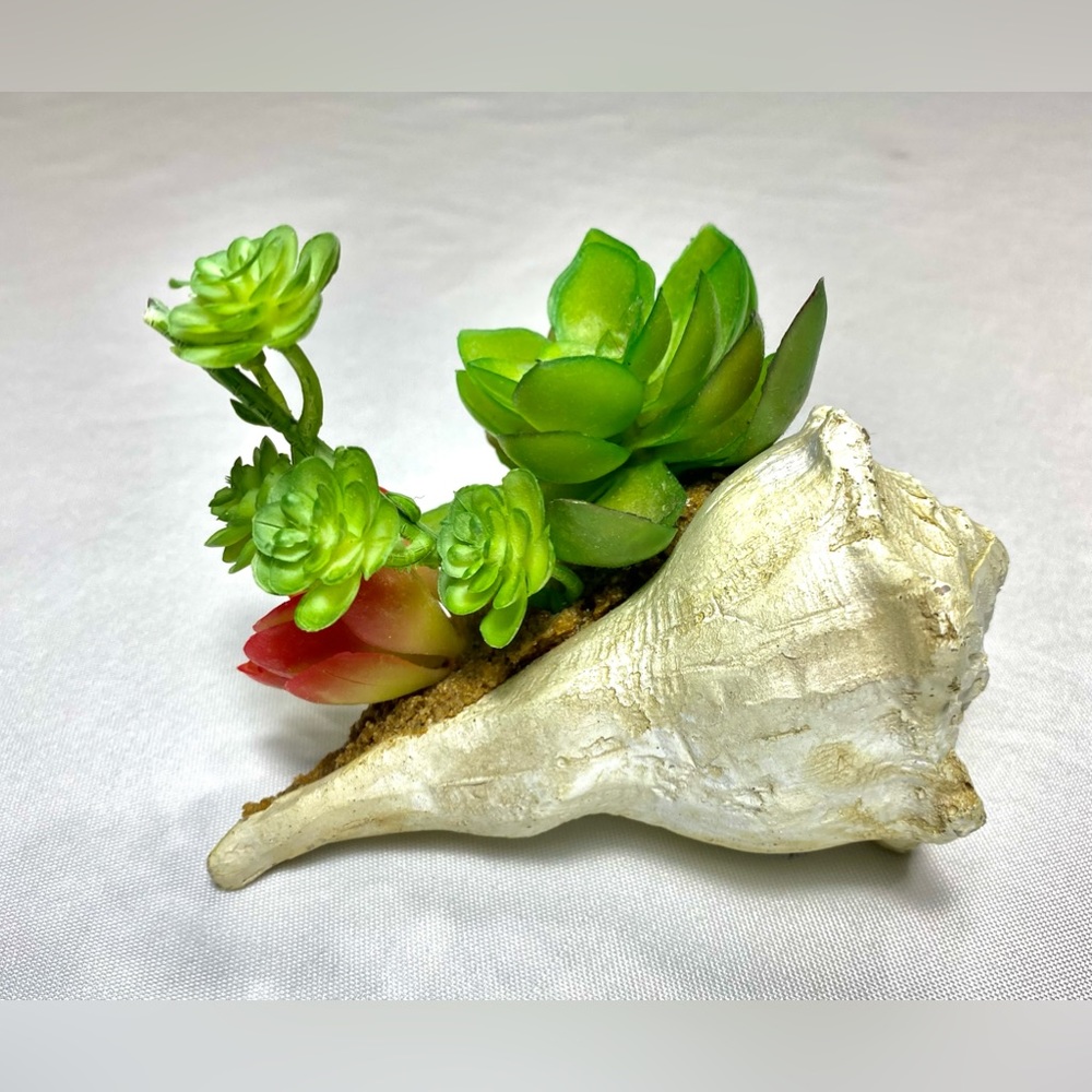 SUCCULENT GARDEN IN SHELL 5 inches